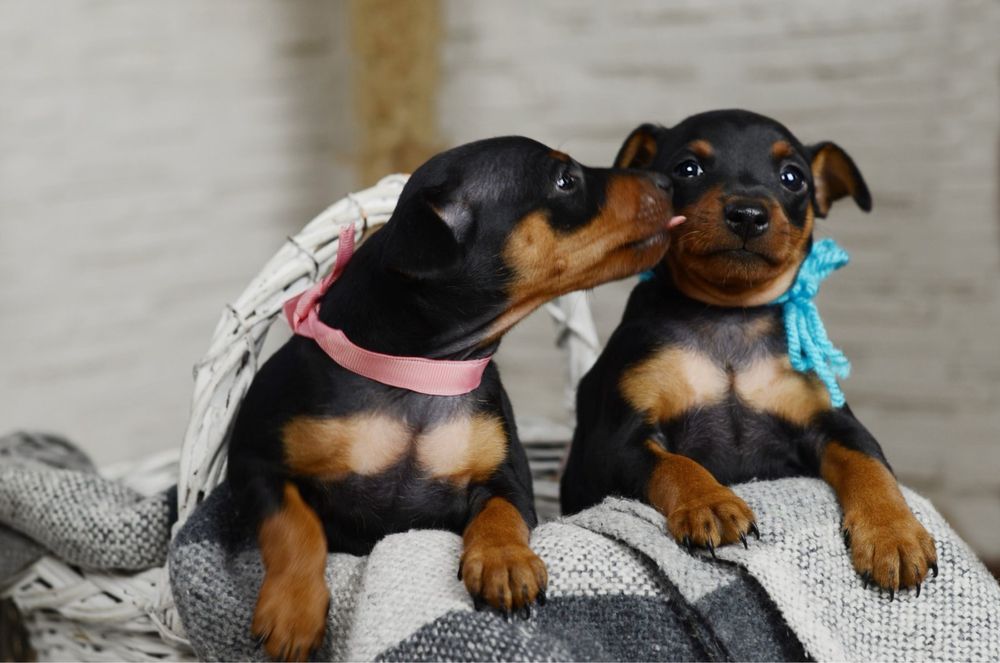 Цвергпінчер цуценята