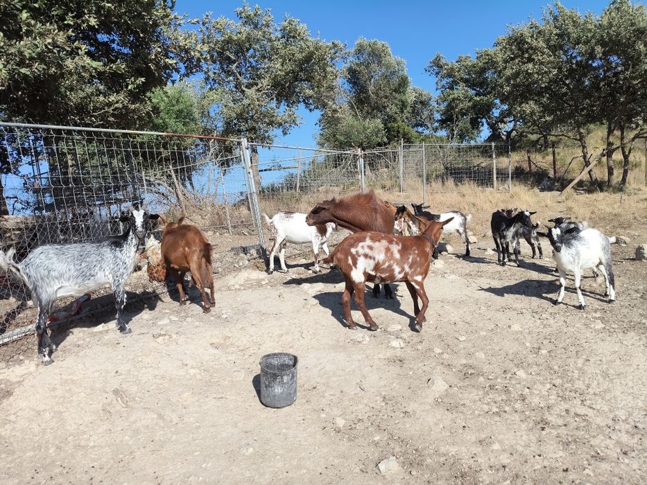 Vendo cabras e cabritos