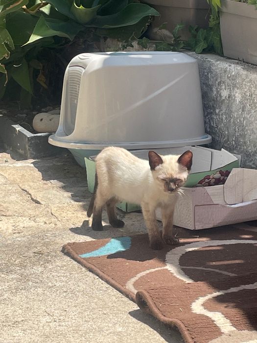 Gatinho siamês para adopção