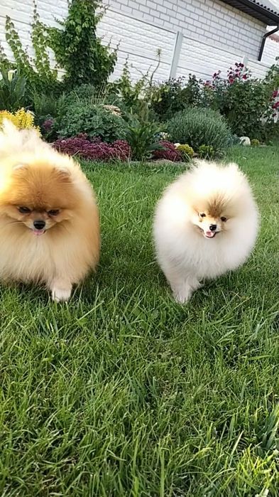 Вязка Померанский шпиц