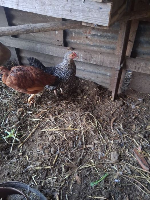 Vendo casais de garnizos