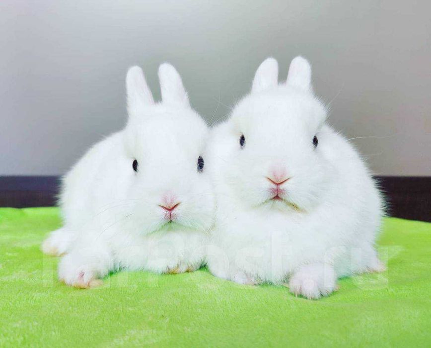 Маленьке янголятко, карликові гермеліни із розплідника!!