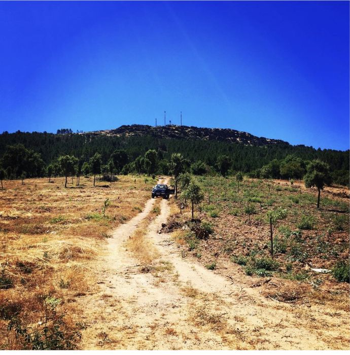 Monte totalmente vedado 12 ha. Aluguer ou venda pela melhor oferta.