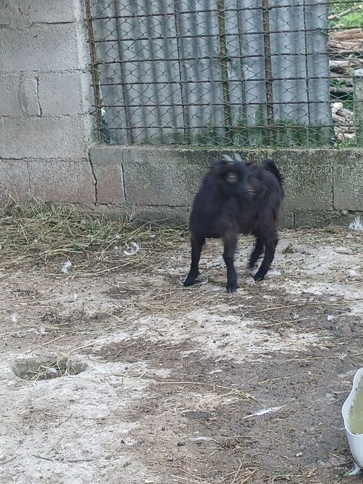 Cabrito anão 4 meses