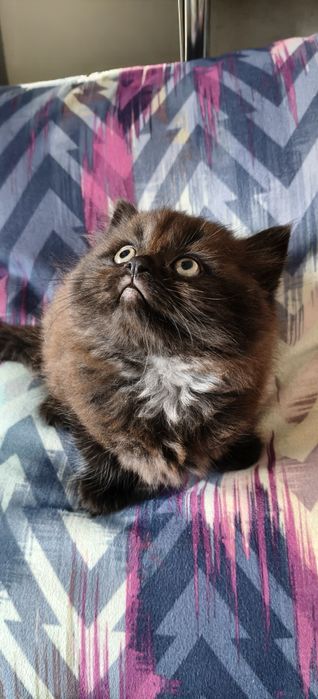 Шотландські кошенята