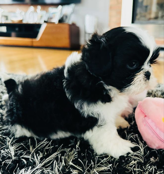 Shih Tzu biało-czarny Keks przecudnej urody !!!