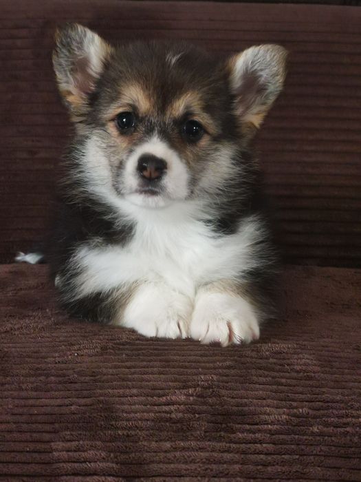 Welsh Corgi Pembroke