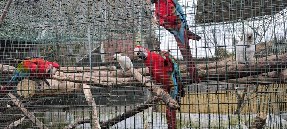 araras aras Chloroptheras 2021 documentos pronto a entregar