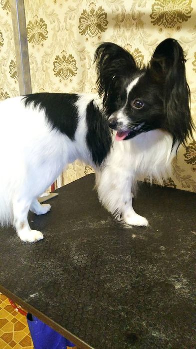 Груминг собак и кошек