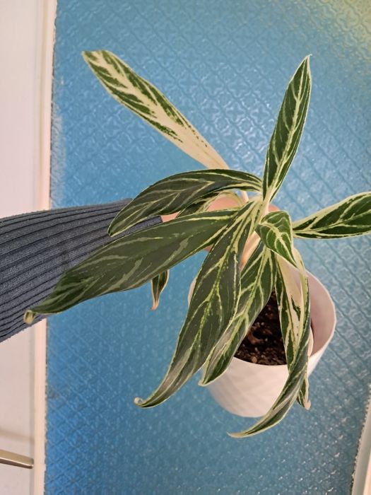 Aglaonema amalia zebra feathers duża sadzonka