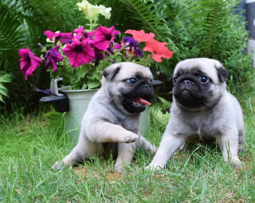 Mops mopsik mopsy ZKwP FCI