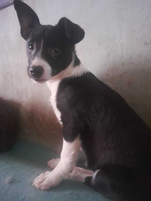 Отдам в  маленького щенка из мелких пород, девочка возраст 3 мес