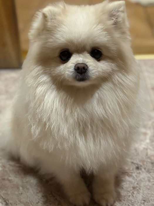 Дівчинка шпіц 3 роки