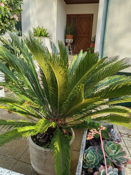 Planta Cica e Vaso em betão e marmorite