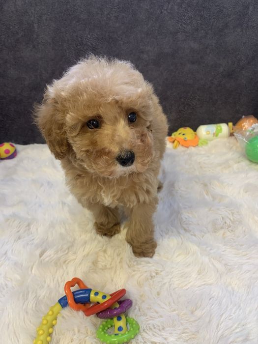 Хлопчик Той Пудель