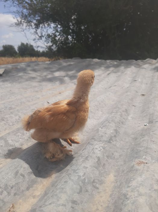 Pintos pekins 1 mês