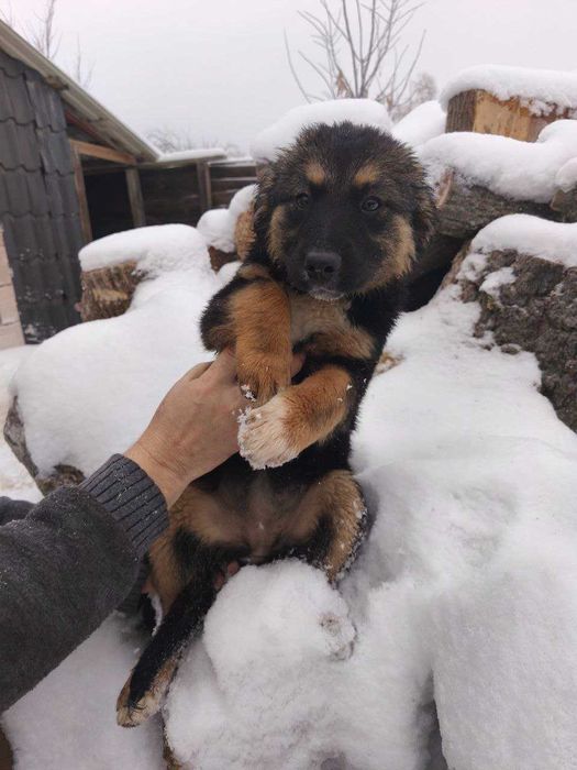 Цуценята. Прилаштовуємо в добрі руки 6 чудових цуценят!