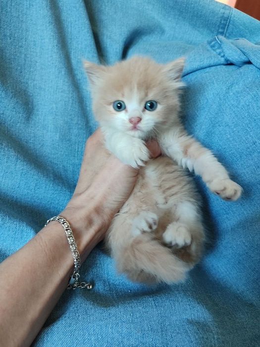 Котёнок британский длинношерстный