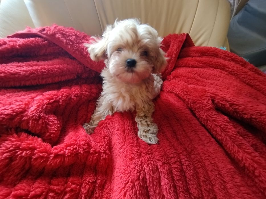 Maltipoo śliczna sunia