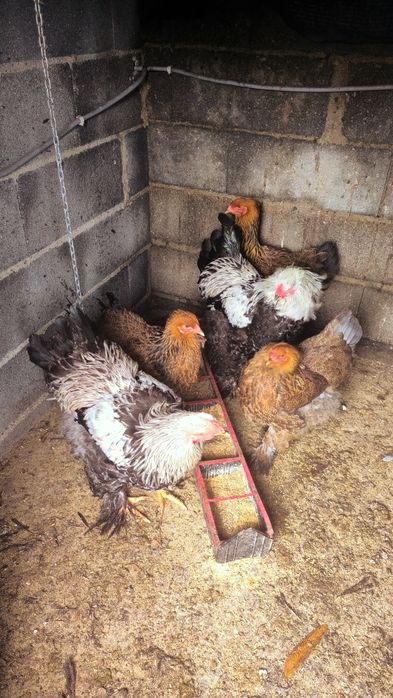 Brahmas 2 Galos Dark e 2 femias Perdiz