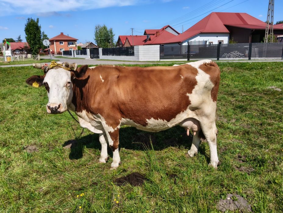 Krowa simental spokojna