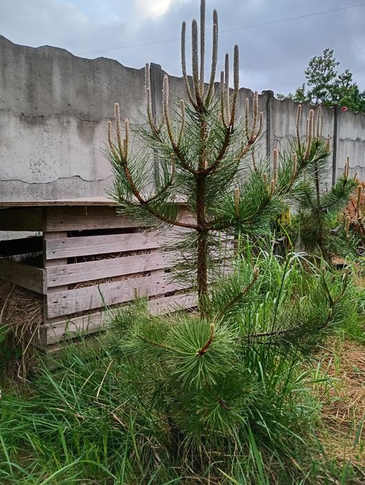 Sadzonki czarnej sosny