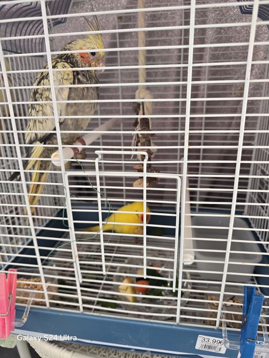 Kacarics  criados a mão .