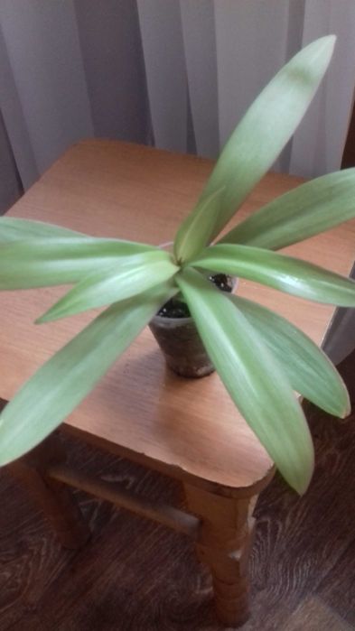 Традесканція  рео жовте