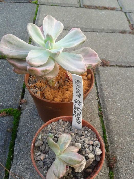 echeveria eszeweria mr richard's variegata unikat kolekcj. średnia