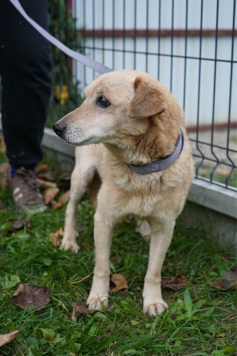 Piekny piesio do adopcji