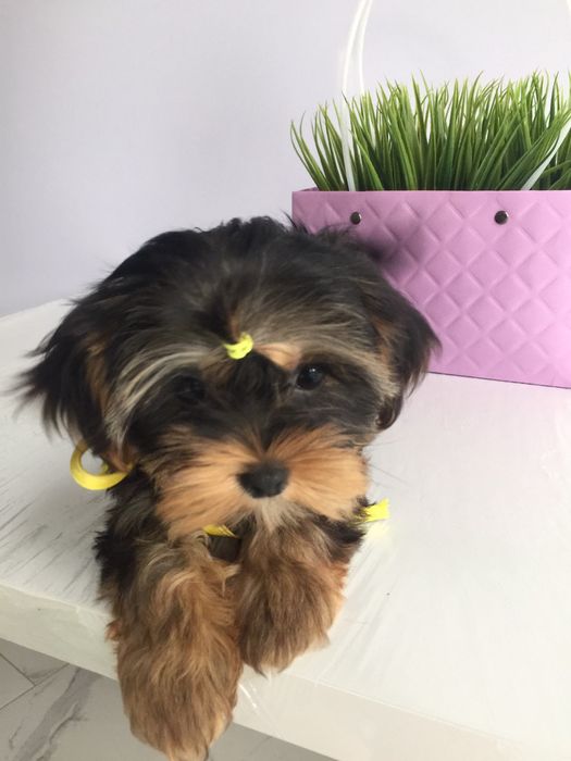 Йорки неймовірні