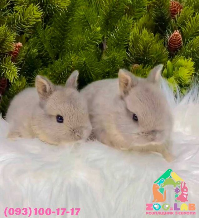 Ексклюзив! Нідерландський карлик, кролик з міжнародними документами