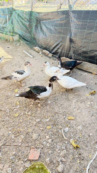 Patos mudos m/f