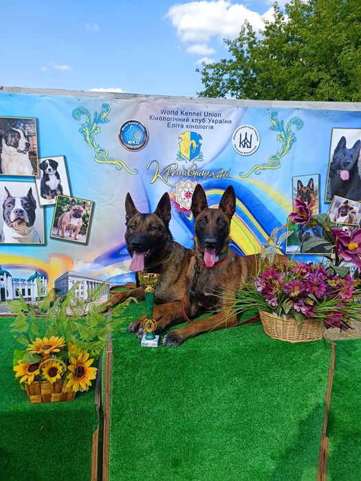 Дресирування собак Кропивницький