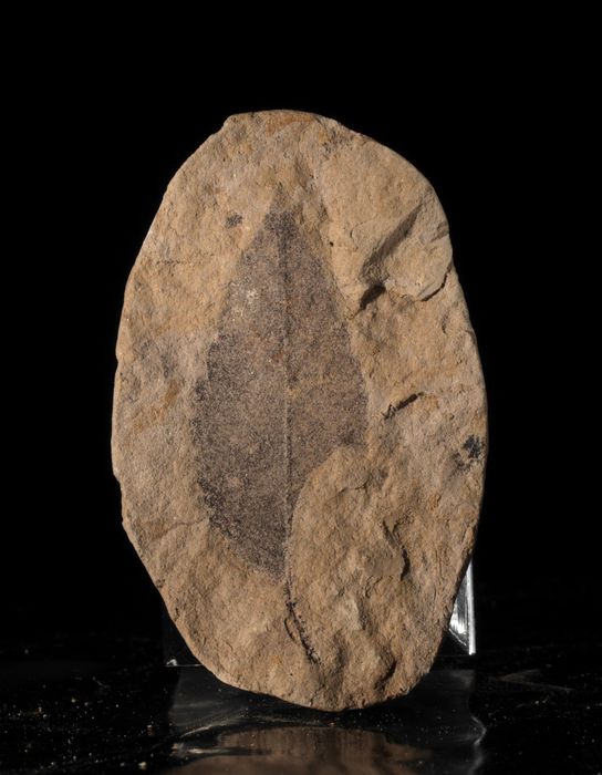 Ulmus pyramidalis, miocen – skamieniała roślina, Doly Bílina, Czechy, 57x35x12 mm