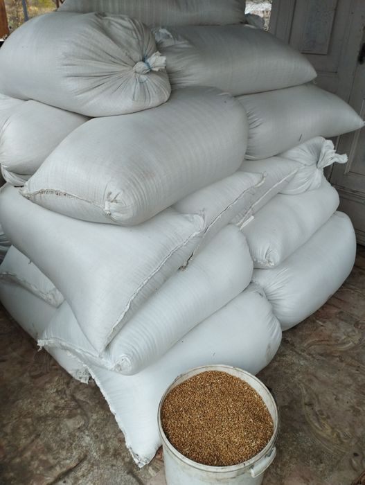 Пшениця 2025.р..