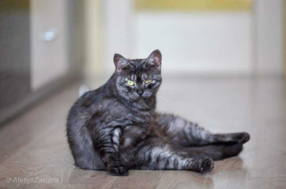 Sheris idealna kotka