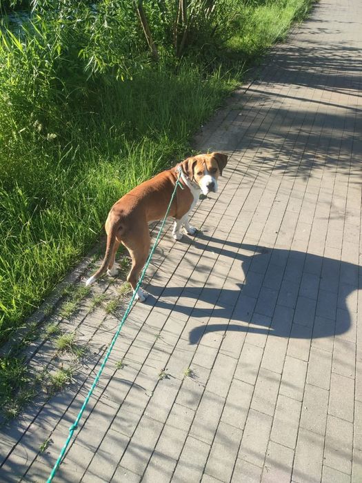psiak szuka domu, TTB