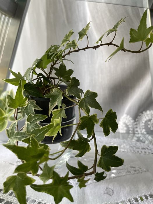 Плющ варієгатний