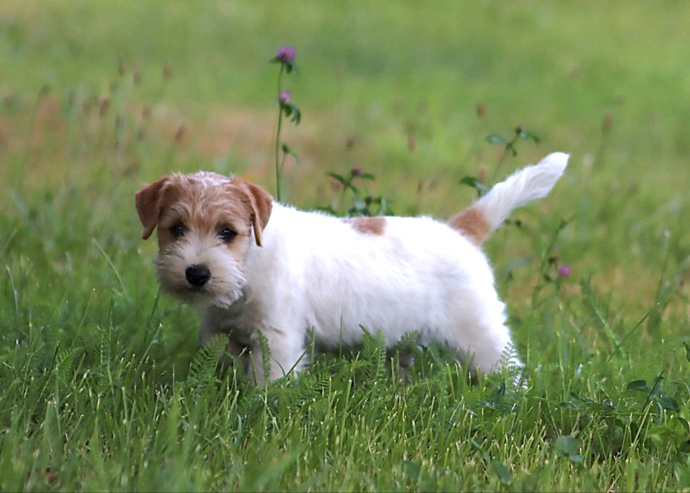 Jack Russell Terrier