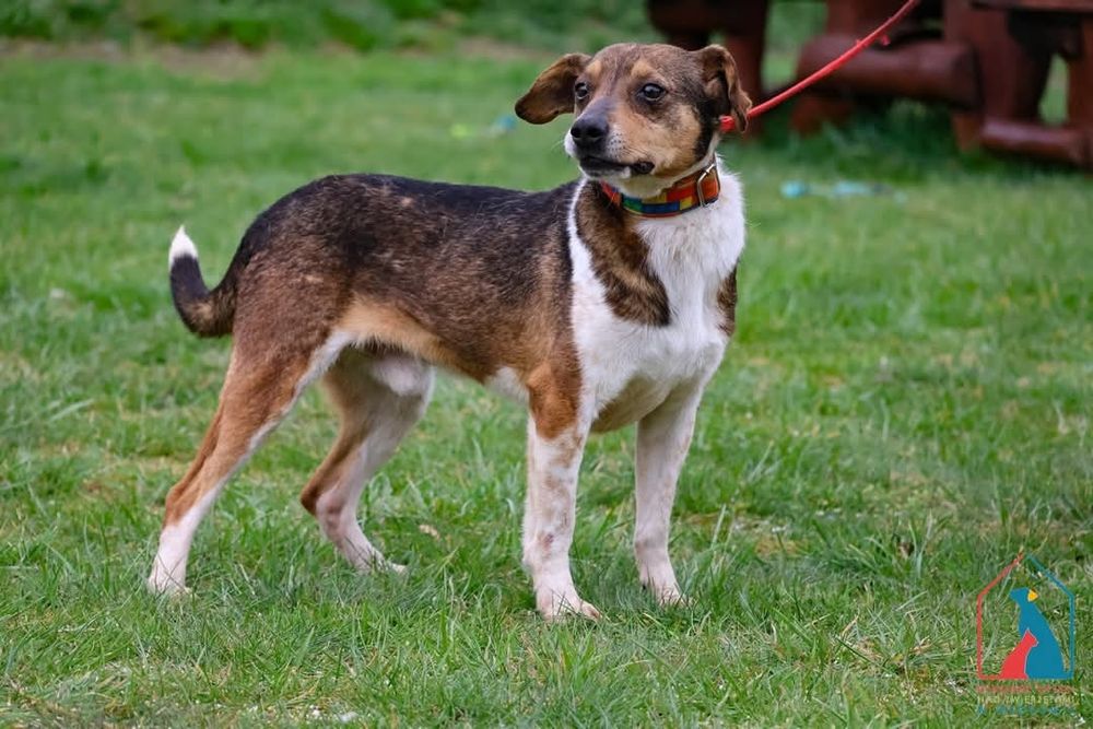 Kajtuś 196/21 - SZUKA DOMU!