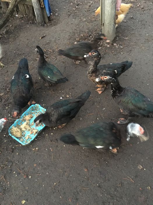 Індокачки,мускусні качки