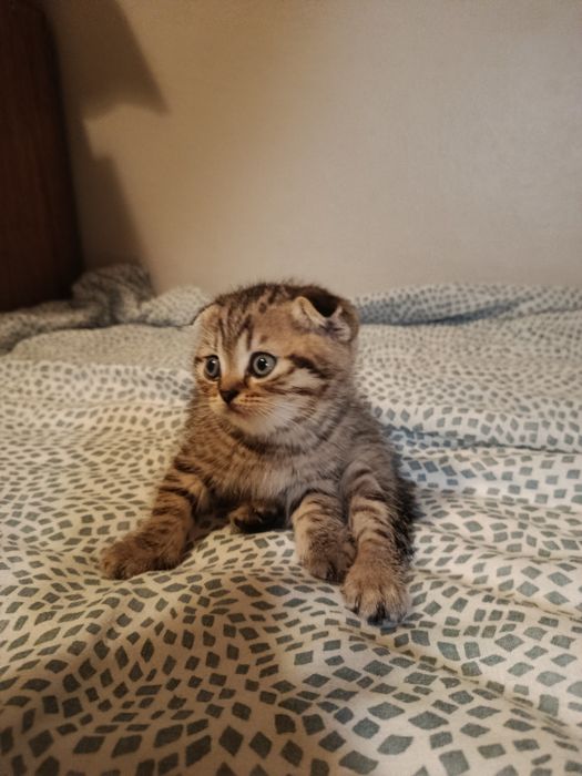 Sprzedam kociaka. Scottish fold