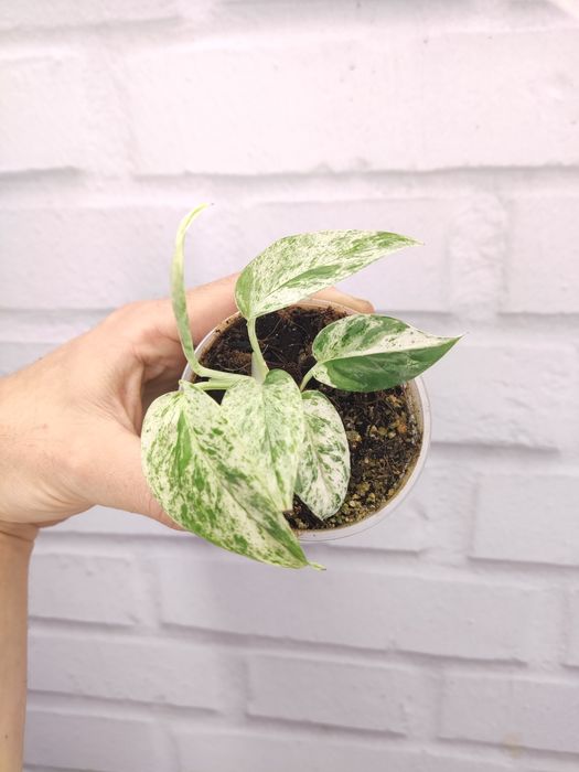 Пропоную Епіпремнум пінатум марбл варієгатний Epipremnum pinnatum marb