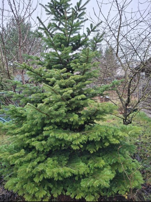 Choinka jodła kałkazka