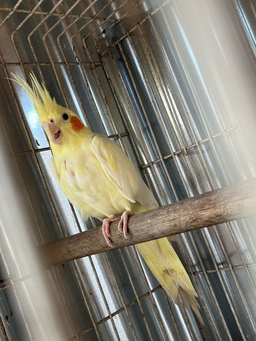 Caturro amarelo macho 2024