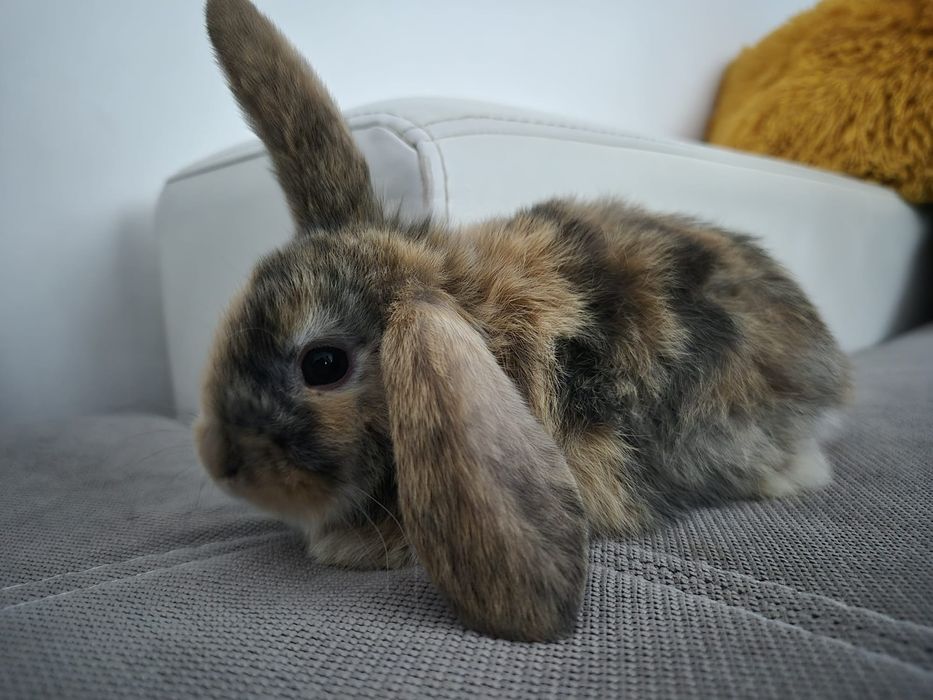 Króliki miniaturowe Baranki. Sklep zoologiczny Rafa Kraków.