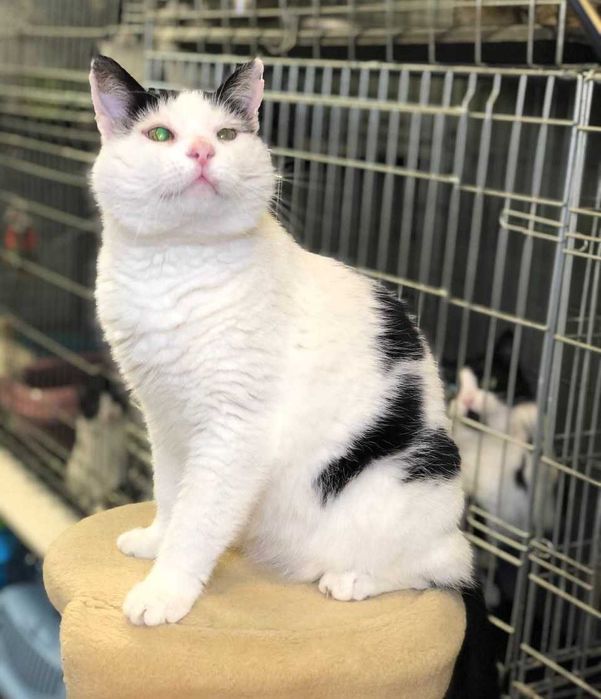 Котик Семен шукає свою родину!