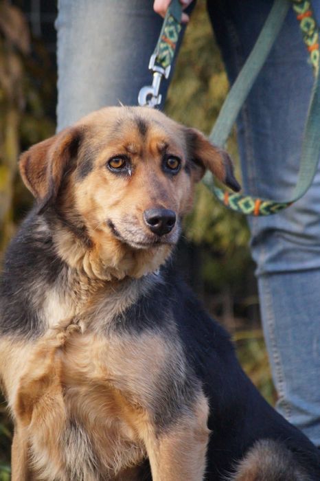 Łagodna i wierna suczka- adoptuj Elke