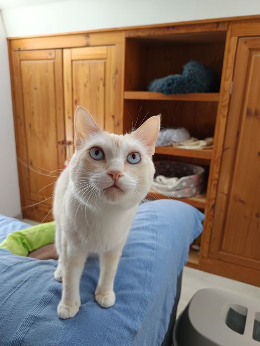 Ayra para adoção